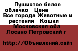 Пушистое белое облачко › Цена ­ 25 000 - Все города Животные и растения » Кошки   . Московская обл.,Лосино-Петровский г.